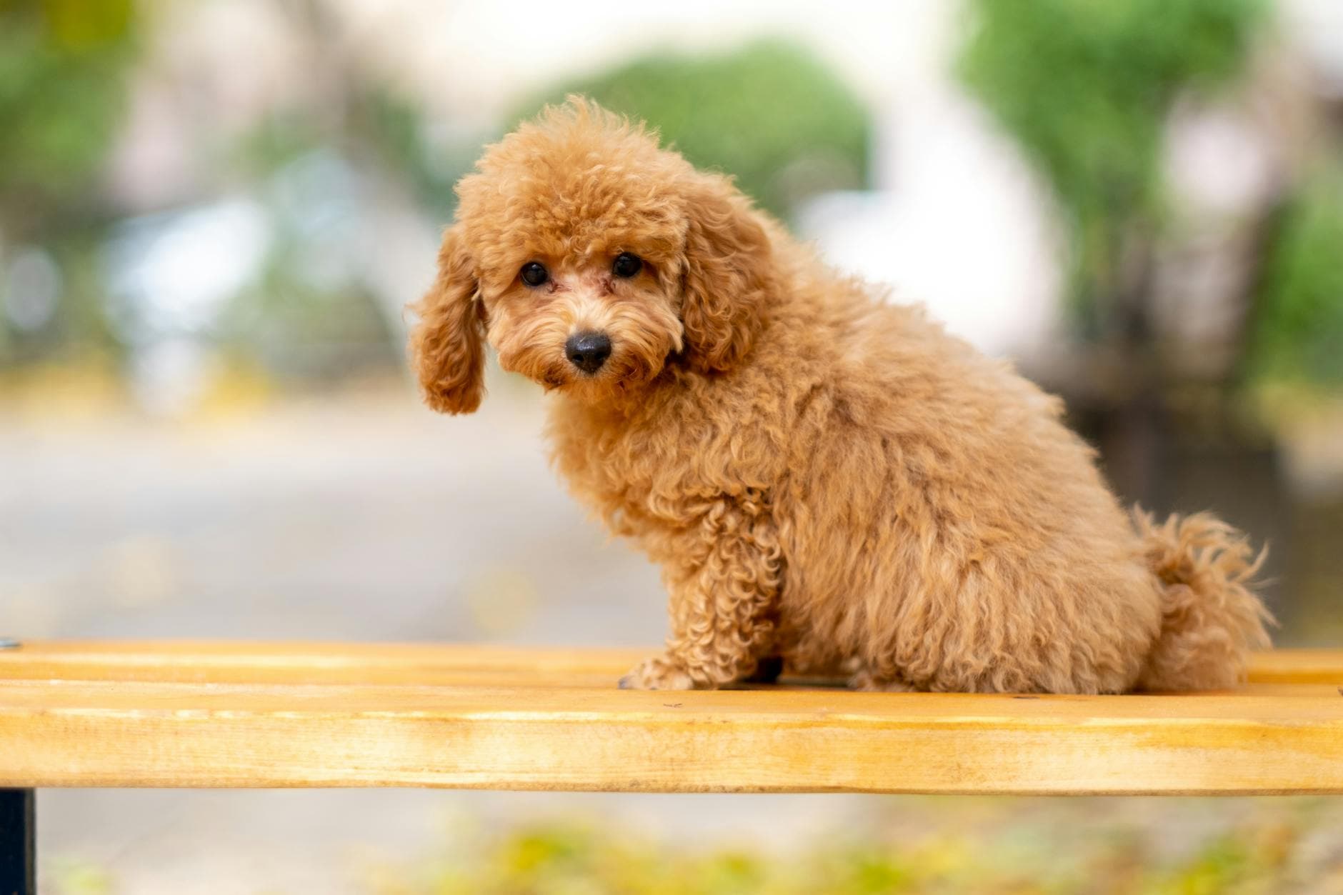 Red Toy Poodle puppy for sale in Dubai