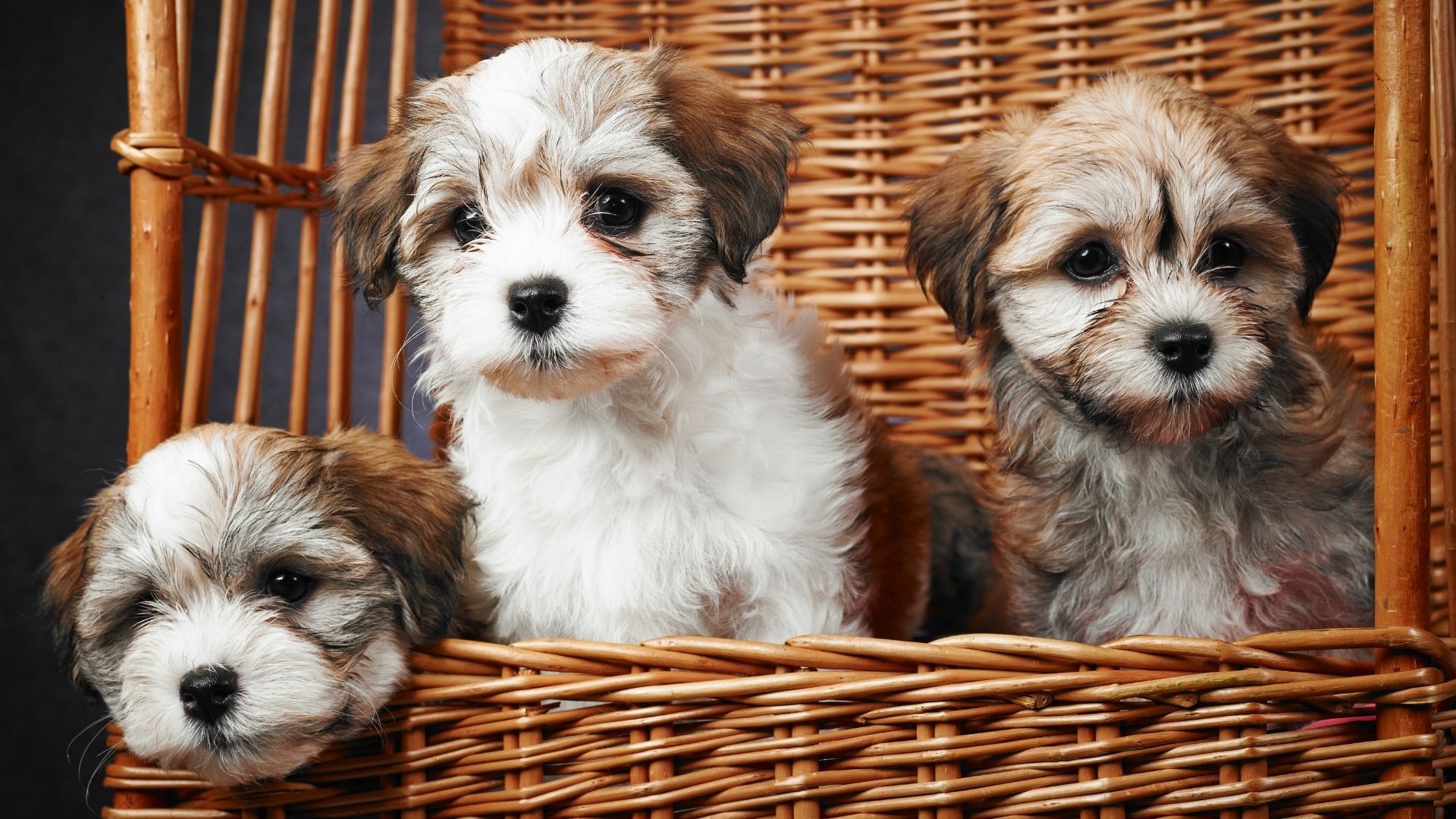 Havanese on road hi-res stock photography and images - Alamy