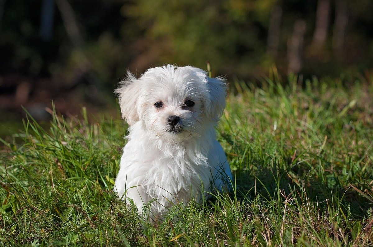 Maltese kennel hot sale