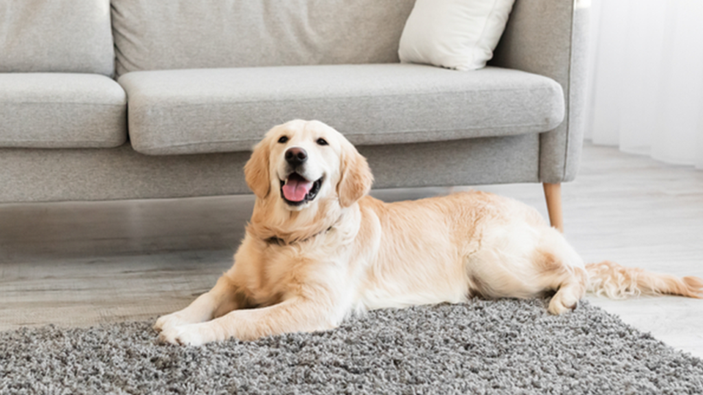 what is the benefits of raising dogs at home