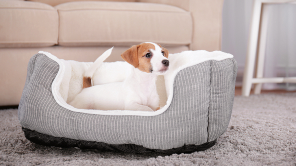 you should know how to create a safe home for your puppy