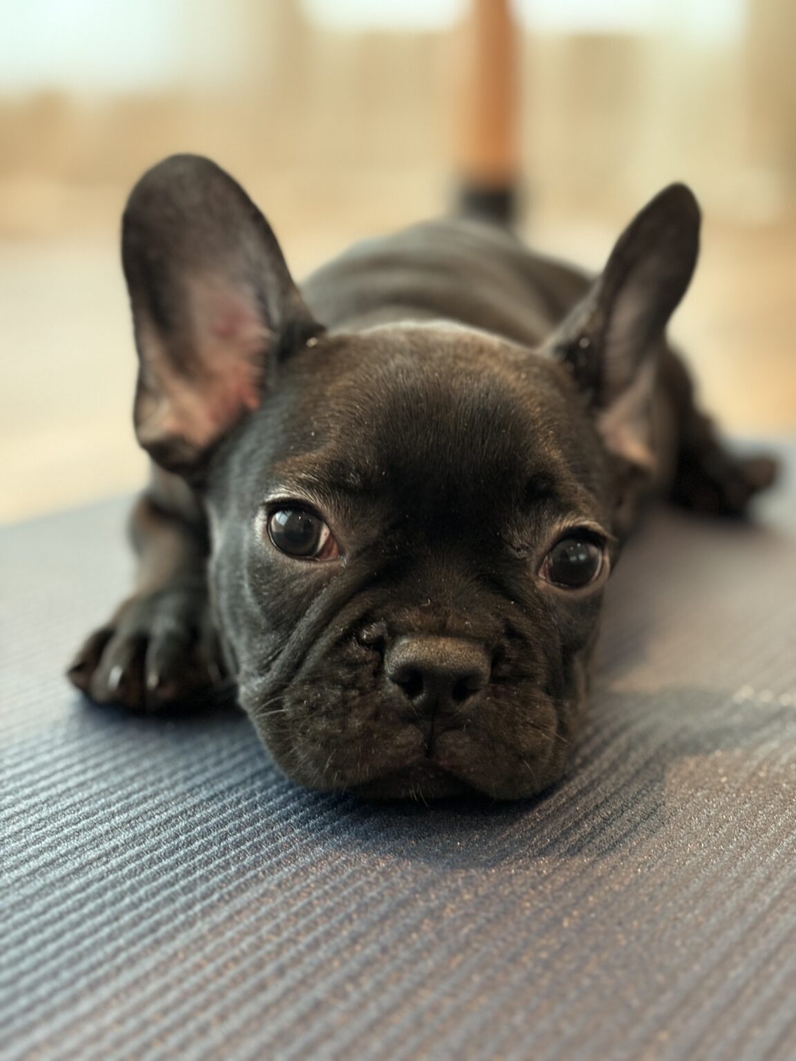 Black Frenchies Puppies - The good shepherd kennel